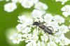 Glaphyra umbellatarum